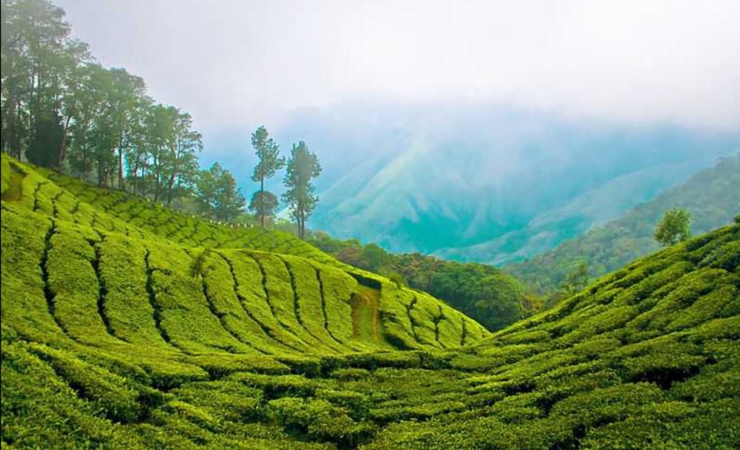 Munnar, Kerala